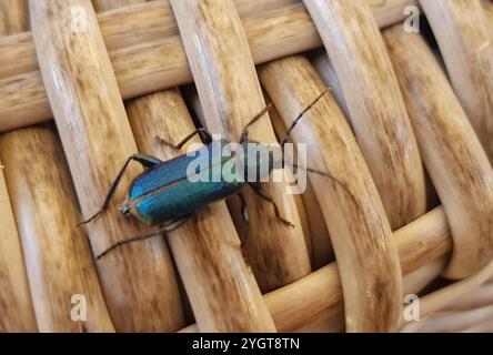 Violetter Tanbarkkäfer (Callidium violaceum) Stockfoto