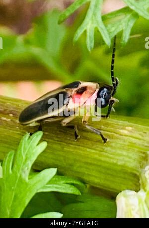 Gemeinsame östlichen Firefly (Photinus pyralis) Stockfoto