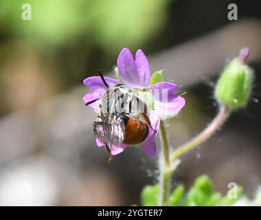 Rotgürtelbiene (Andrena labiata) Stockfoto