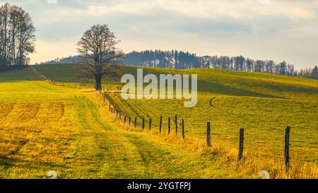 Sanfte Hügel erstrecken sich unter einem weichen Himmel mit einem einsamen Baum neben einem rustikalen Zaun. Das warme Licht hebt die grasbewachsene Wiese hervor und lädt zu einem Gefühl der Ruhe und Offenheit ein. Stockfoto