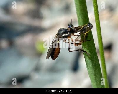 Streifenbeinige Räuberfliege (Dioctria hyalipennis) Stockfoto