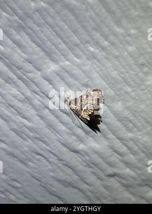 Gefleckte Rüben Webworm Motte (Hymenia perspectalis) Stockfoto