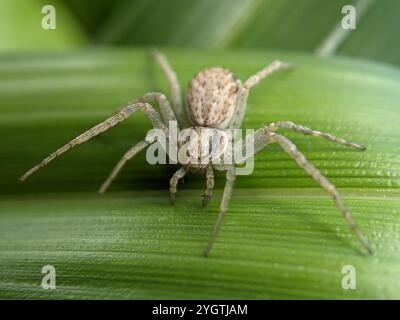 Eurasische Laufkrabbenspinne (Philodromus dispar) Stockfoto