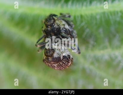 Nesselkäfer (Nedyus quadrimaculatus) Stockfoto