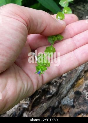 Das aussehende Glas der Venus (Triodanis perfoliata) Stockfoto