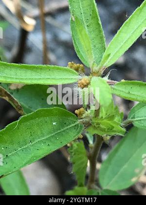 Schlankes Dreisaat-Quecksilber (Acalypha gracilens) Stockfoto