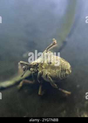 Nesselkäfer (Nedyus quadrimaculatus) Stockfoto