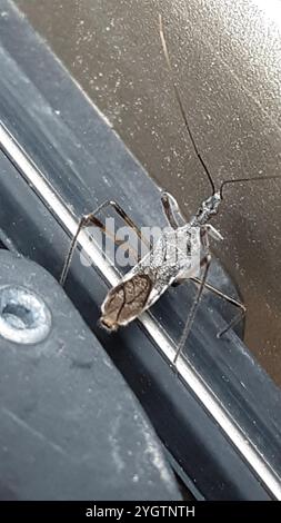 Vierschürzter Käfer (Zelus tetracanthus) Stockfoto