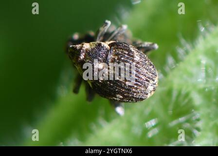 Nesselkäfer (Nedyus quadrimaculatus) Stockfoto