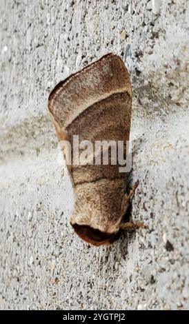 Walnuss Raupenmotte (Datana integerrima) Stockfoto