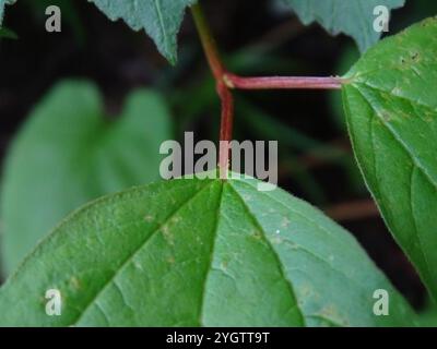 Amerikanischer Hochbusch Cranberry (Viburnum opulus americanum) Stockfoto