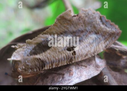 Punktfalter (Eudocima materna) Stockfoto