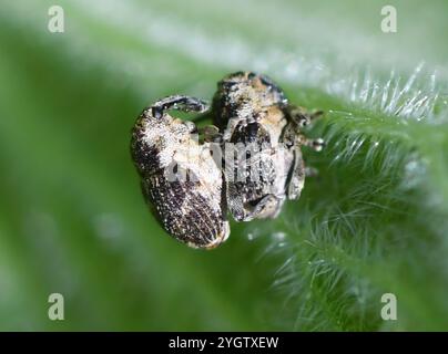 Nesselkäfer (Nedyus quadrimaculatus) Stockfoto