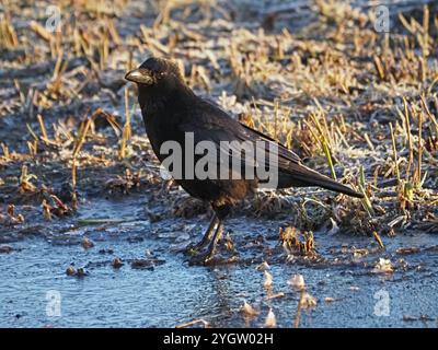 Einsame schwarze Carrion Crow (Corvus Corone), die bei Wintersonne auf dem gefrorenen Seeufer in Lancashire, England, Großbritannien, thront Stockfoto