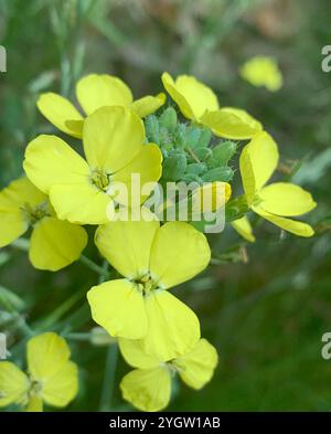 Isle of man Kohl (Coincya monensis) Stockfoto