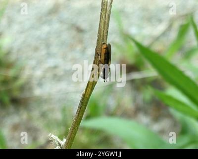 Variable Duskyface Fly (Melanostoma mellinum) Stockfoto