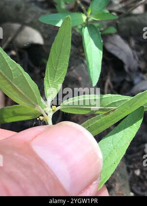 Schlankes Dreisaat-Quecksilber (Acalypha gracilens) Stockfoto