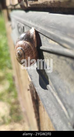 Spanische Schnecke (Otala punctata) Stockfoto