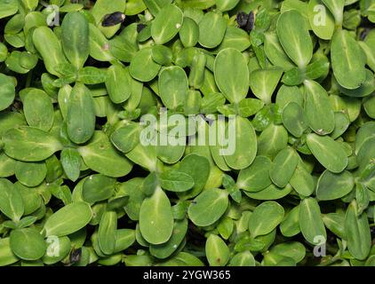 Ölsaaten Sonnenblumenkämlinge Pflanzen sprießende Kulturen Wachstum Landwirtschaft produziert. Stockfoto