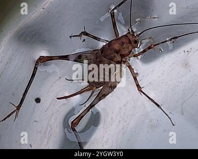 Gewächshaus Kamelgrille (Tachycines asynamorus) Stockfoto