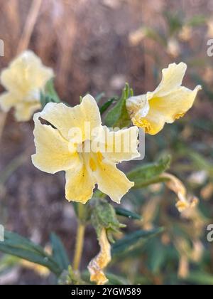 Südbuschaffenblume (Diplacus longiflorus) Stockfoto