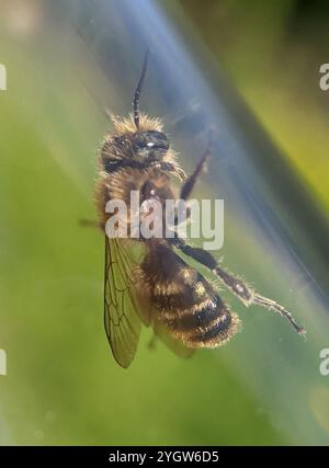 Orange-belüftete Mason Bee (Osmia leaiana) Stockfoto