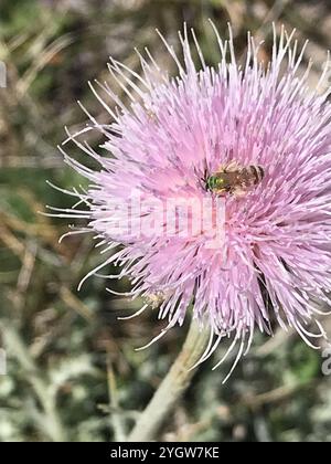 Gestreifte Honigschwanzbiene (Agapostemon melliventris) Stockfoto