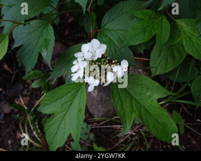 Amerikanischer Hochbusch Cranberry (Viburnum opulus americanum) Stockfoto