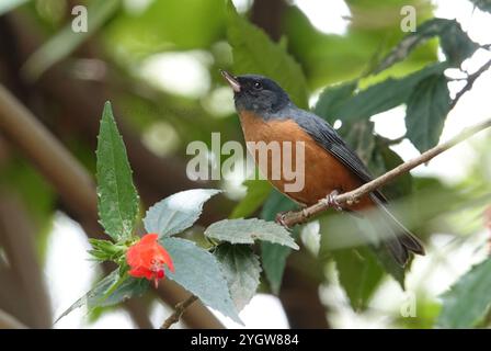 Zimtbauchblumenpiercer (Diglossa baritula) Stockfoto