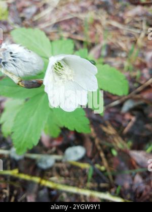 Altaische Anemone (Anemonoides altaica) Stockfoto