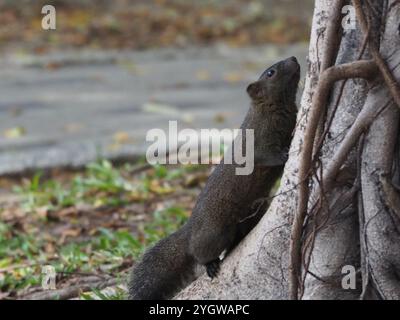 Taiwan Eichhörnchen (Callosciurus erythraeus thaiwanensis) Stockfoto
