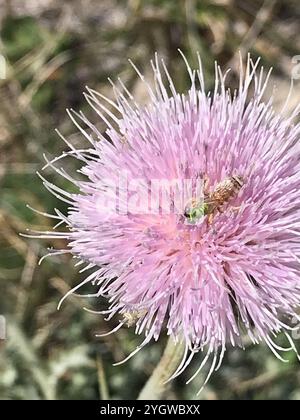 Gestreifte Honigschwanzbiene (Agapostemon melliventris) Stockfoto