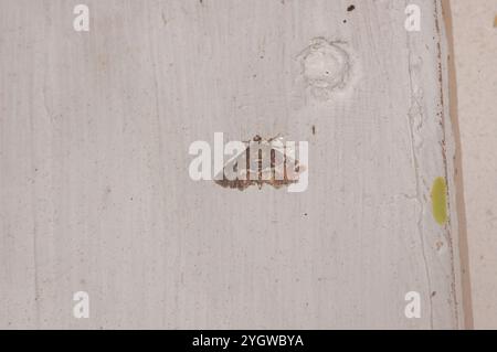 Gefleckte Rüben Webworm Motte (Hymenia perspectalis) Stockfoto