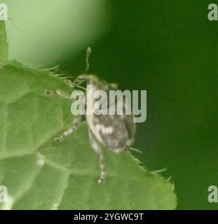 Nesselkäfer (Nedyus quadrimaculatus) Stockfoto