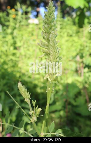 Kanadische Milchvetch (Astragalus canadensis) Stockfoto