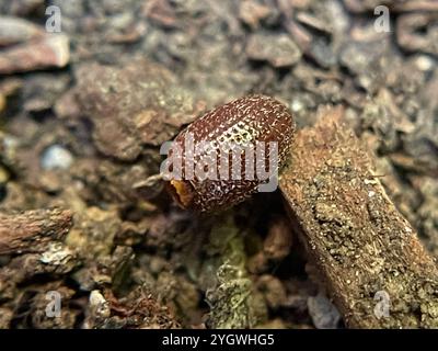 Erdbeerwurzel Weevil (Otiorhynchus ovatus) Stockfoto