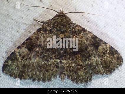 Pilzmotten (Metalectra discalis) Stockfoto