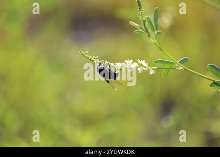 Mexikanische Kaktusfliege (Copestylum mexicanum) Stockfoto