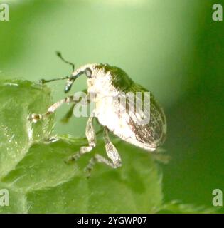 Nesselkäfer (Nedyus quadrimaculatus) Stockfoto