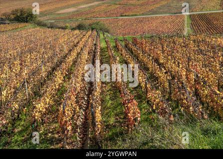 Cote d'Or, Burgund, Frankreich - 27. Oktober 2024 - Blick von der Spitze der Cote d'Or nach unten auf den wunderschönen Farbwechsel des Herbstbergs Stockfoto