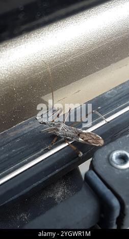 Vierschürzter Käfer (Zelus tetracanthus) Stockfoto