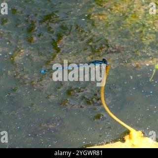 Mit Kelchen gekennzeichnete Damselfliege (Erythromma lindenii) Stockfoto
