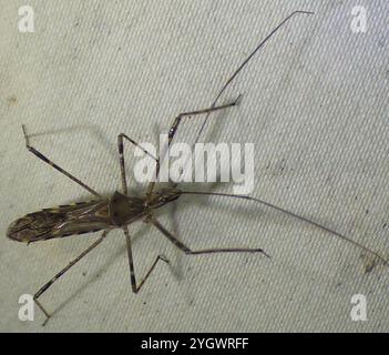 Vierschürzter Käfer (Zelus tetracanthus) Stockfoto