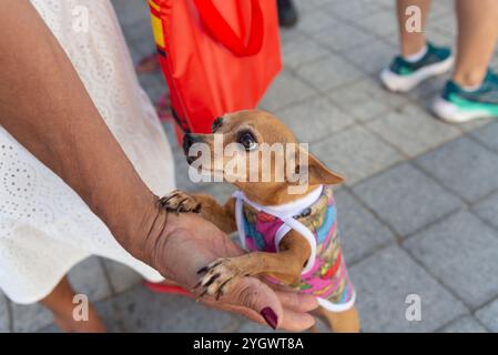 Salvador, Bahia, Brasilien - 30. Juni 2024: Hunde werden bei einem Spaziergang am Leuchtturm von Barra in Salvador, Bahia, gekleidet gesehen. Stockfoto