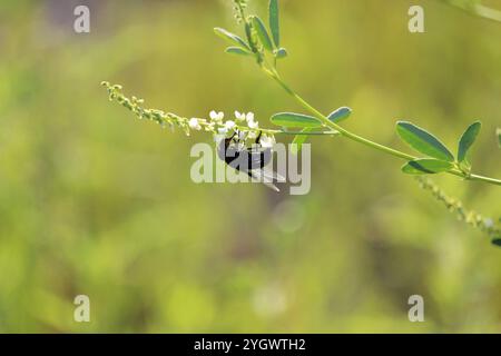 Mexikanische Kaktusfliege (Copestylum mexicanum) Stockfoto