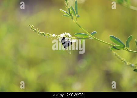 Mexikanische Kaktusfliege (Copestylum mexicanum) Stockfoto