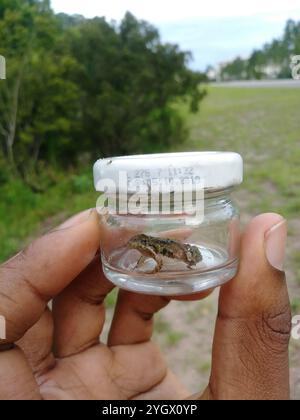 Südlicher Kricketfrosch (Acris gryllus) Stockfoto