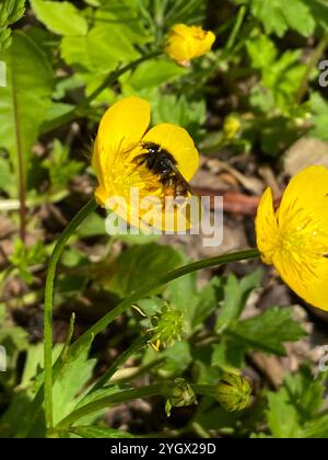 Rotschwanzbiene (Osmia bicolor) Stockfoto