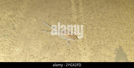 Gemeiner Ostfrosch (Crinia signifera) Stockfoto