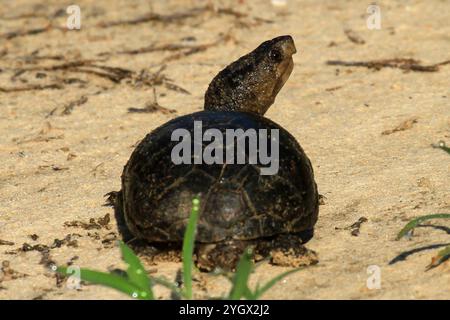 Östliche Schlammschildkröte (Kinosternon subrubrum) Stockfoto